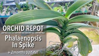 ORCHID REPOT: Phalaenopsis Orchid In Spike | How To Repot An Orchid | How To Stake An Orchid Spike