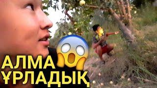 VLOG: КӨРШІНІҢ АЛМАСЫН ҰРЛАУ