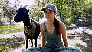 IRL Goat Hike - 10/2/24