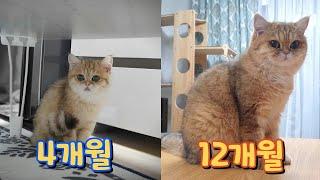 아깽이 브리티쉬숏헤어 성장기 아기고양이가 벌써 이만큼 자랐어요!!