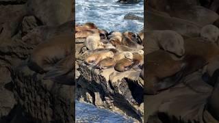 Exploring San Diego: La Jolla Cove. Sea lions, sea caves, and stinky air #lajolla #sealions