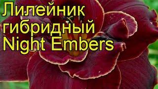 Лилейник гибридный Night Embers. Краткий обзор, описание характеристик, где купить саженцы