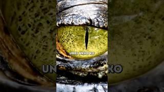 Crocodile
