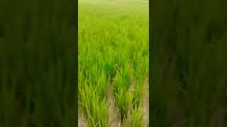 Ramesh Maurya70. Shan ka Khet ka paudha