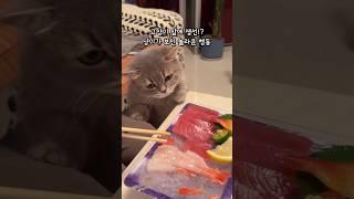 고양이 앞 생선, 냥이의 예상 못 한 반응ㅋㅋ