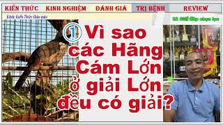 Tổng hợp 32 Giải đáp chọn lọc hay về chào mào Thi đấu, cafe, Bổi Mộc 2025