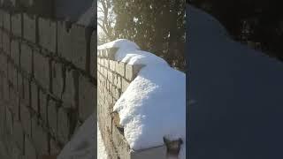 240117 Граница мира мёртвых и мира живых Троицкое кладбище улица Лескова Советский район город Орёл
