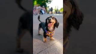 "He's like my Son"  #dachshund #wienerdog #dogphotography