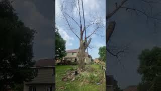 WARNING CHAINSAW!!!