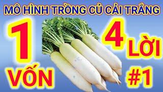 Kỹ Thuật Trồng Củ Cải Trắng _ Trồng Củ Cải Trắng Năng Suất Cao _ Bí Quyết Nhà Nông #1