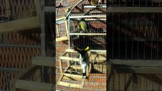 Catching wild birds | How to catch a goldfinch Bird Trap #shorts #goldfinch