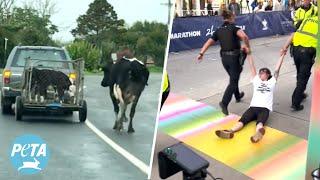 Mothers Protesting Dairy Dragged Away from #EveryWomansMarathon