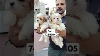 Shih Tzu puppies for  sale in Delhi ncr #music #song #bollywood #hindisong #streetpaws