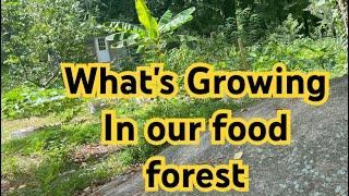 What's growing in the foodforest in the fall