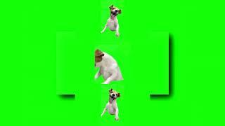 YTPMV Green Screen Laughing Dog Meme Scan