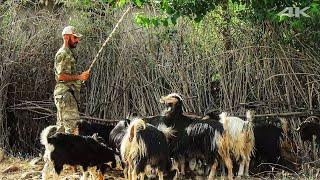 Migration from Germany to the village - Goat herder from Bingöl | Belgesel ▫️4K▫️