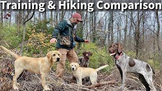 Labrador Retriever & German Shorthaired Pointer | Obedience Training and Hiking Comparison