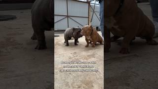#американскийбулли #собака #реки #americanbully #буллипокет #юмор #буллищенки #хочуврекомендации