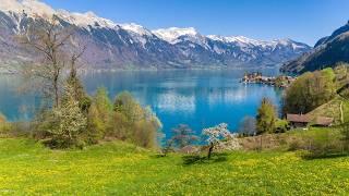 Spring in Switzerland - Beautiful Nature of Lake Brienz 4K