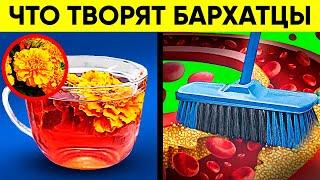 Невероятная Целебная Сила За Копейки! Вот Что Творят Бархатцы! Реальная Польза и Вред Чернобривцев!