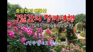 장미축제 5월20-27일 7일간의 기록/이번연휴때 가면 사진담기 좋은 장미정원#서울장미축제 #중랑장미공원 #대현산장미원