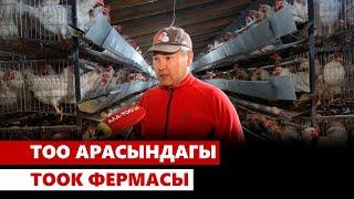 Тоо арасындагы тоок фермасы