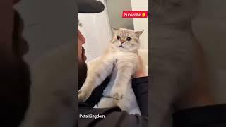 Ops!!Cat Reaction ||Pets Kingdom || #cat #shorts