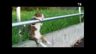 Funniest cats's video