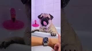 Funny dog videos vol.3 2022  Funny animals #shorts