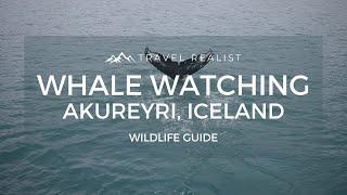 Akureyri: Whale Watching In Northeastern Iceland