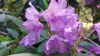 Purple rhododendron - Palmengarten Leipzig