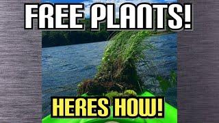 Collecting Aquatic Plants In The Wild! (Free Plants!!)