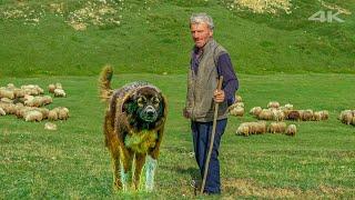 Shepherd Ali's Flock and Hairy Dogs | Documentary ▫️4K▫️