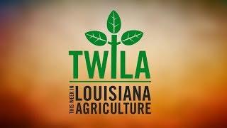 This Week in Louisiana Agriculture