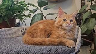 Grom Maine Coon male