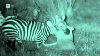 Lionsisters hunting zebras