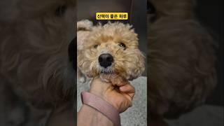 (하린루 TV) 산책! 소리만 들어도 난리나요 #shorts #강아지 #강아지일상 #애견 #말티푸 #maltipoo #견주일상