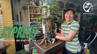 Swamp Cypress Bonsai Care and Repotting Tips