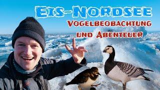 Vogelbeobachtung an der Eis-Nordsee ️ Abenteuer, Spaß und viele Vögel #natur #nature #vögel #birds