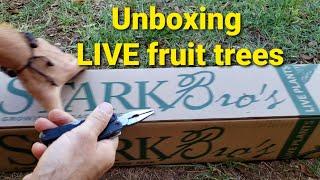 Introducing Live Fig Trees from Stark Bro's Nursery - the perfect addition to any garden!