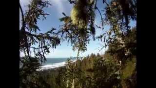 200' Spruce Tree Climb Yachats, OR