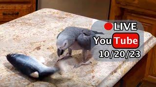 Einstein Parrot FB Live Replay 10/20/23