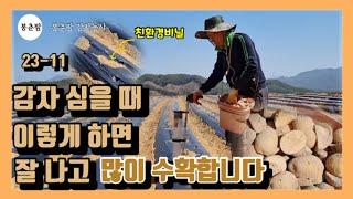 봉춘팜 감자농사 | 감자 심는방법 수확량 늘리는 방법 친환경비닐 사용합니다