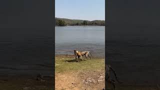 Wow what a catch#tiger #shorts #shortsfeed #viral #wildlife #wildlifeindia #tigers #attack #animals