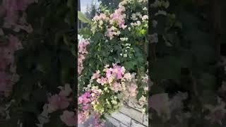 Bougainvillea Blossoms #florida #garden #bougainvillea