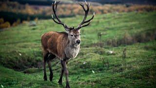 The Red Deer | A Brief Overview 