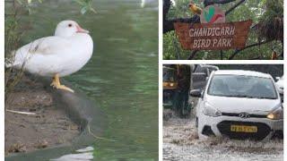 Heavy rainfall in Chandigarh | Never Ending Travels