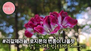 제라늄, 리갈제라늄 로지몬의 변이 #변이삽목 #로지몬변이 #리갈제라늄변이