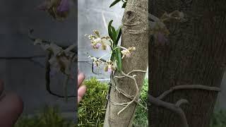 Vanda tessellata orchid Flowering in june in may falsa tree #indiaorchidsociety #orchidbloom #orchid