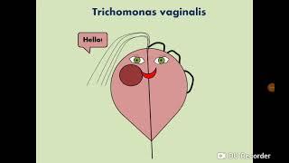 Trichomonas vaginalis (Urogenital flagellate) التهاب المشعرات المهبلي